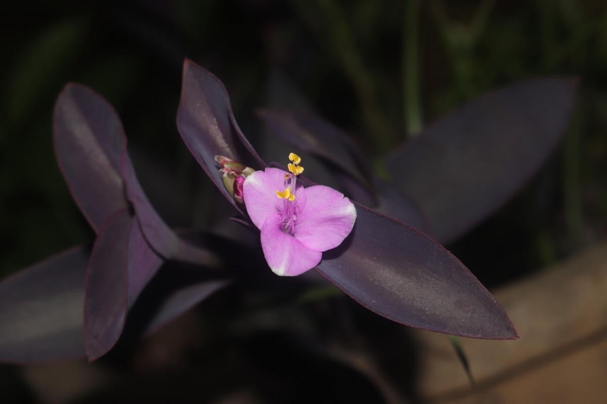 Tradescantia pallida (Rose) D.R.Hunt